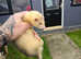 Young Ferrets forsale
