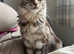 Full breed maine coon kittens