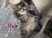 Beautiful pedigree Maine coon kittens