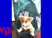 FLUFFY CORGI GOOD WITH CATS