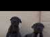 STUNNING QUALITY STAFFORDSHIRE PUPPIES