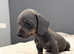 LAST 2 BOYS Smooth coat Blue and tan Mini Dachshunds pups
