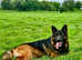 Long haired German Shepherd