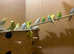 Beautiful budgies for sale in Greenock