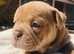 BEAUITFUL BULLDOG PUPPIES AVAILABLE NOW
