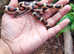 Various Snakes Available
