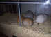 5 Male Gerbils and Detolf Cage