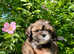 Lhasa apso puppies