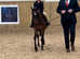 Registered British riding pony