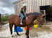Happy hacker  16.2hh CB x Cob gelding Part loan