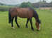 FORWARD FUN PRETTY MARE