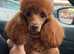 Teeny tiny toy poodle female