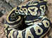 Mojave Royal Python  at Birmingham Reptiles