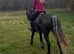 14.3h 2020 sweet genuine Connemara gelding