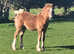 Welsh section c chestnut yearling colt