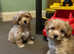 Super Adorable Poochon Puppies Boys and Girls