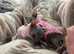 Donskoy baby girls forsale
