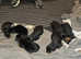Rottweiler pups ready may 3rd only 3 girls  left
