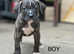 Mix breed puppies