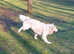 Kc registered male dog DNA tested.