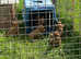 Lakeland terrier puppies