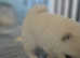 Fluffy pomeranian puppies KC registered