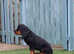 Gordon Setter Pups X1 Girl