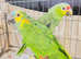 Stunning baby Amazon parrot