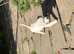 pedigree parson russell terrier puppies