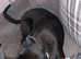 10ish months old greyhound cross puppy