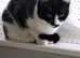 Black/white cat