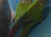 2 M/F Conures
