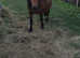 Part Shetland Mare for Permanent Loan In Yorkshire Area ONLY
