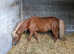 American miniature horse for sale in bolton