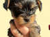 Yorkshire puppies