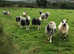 Herdwick ram lambs for sale