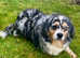Beautiful Mini Australian Shepherd girl for sale
