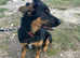 Beautiful, sweet Huntaway-X teenager
