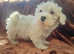 Sealyham terrier kc ready now looking for their forever homes