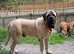 KC registered English Mastiffs ,last boy