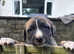 Lurcher puppies for sale collie whippet greyhound cross