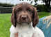 PRICE DROP! READY TO GO! 5 REMAINING! KC REG English Springer Spaniel Puppies. Fantastic working lines!