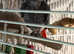 Female African grey Glasgow