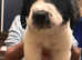 Newfoundland/st Bernard