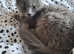 Stunning male cat