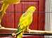 Stunning baby yellow pied Indian ringnick