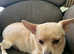Beautiful White Short Hair Chihuahua BOY PUPPY