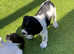English Springer Spaniel puppies from field trial champion sire