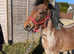 2 yr old New forest colt