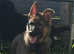 Well bred KC register German shepherd puppies